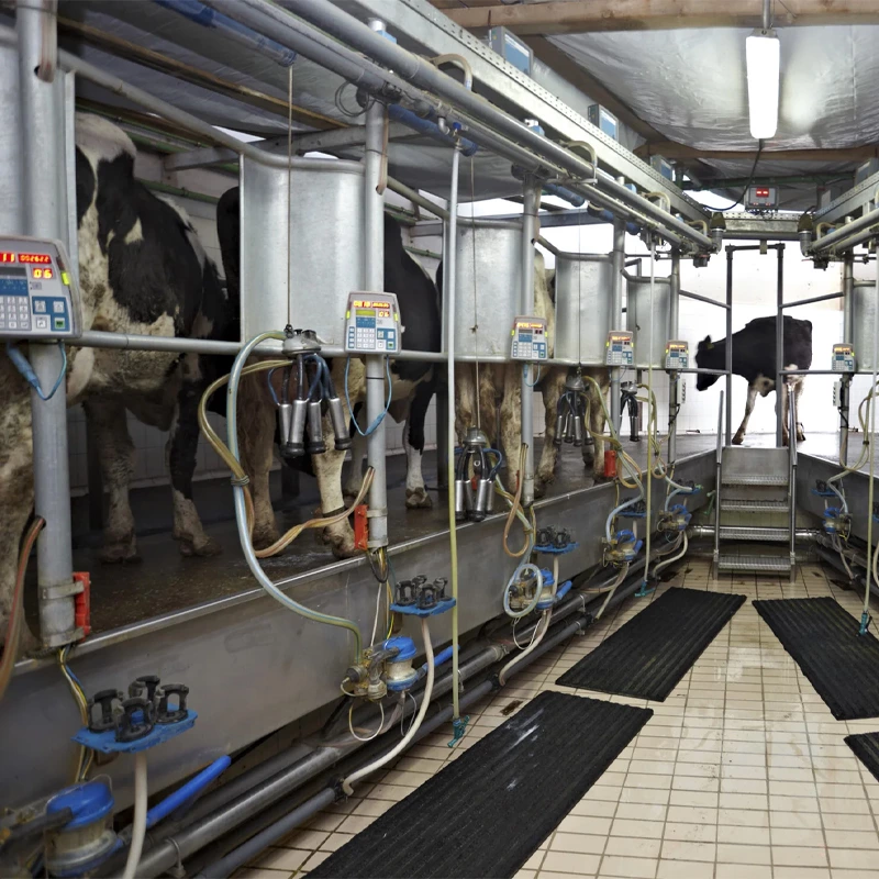 并列式挤奶设备