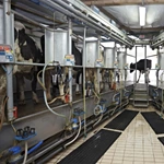 并列式挤奶设备