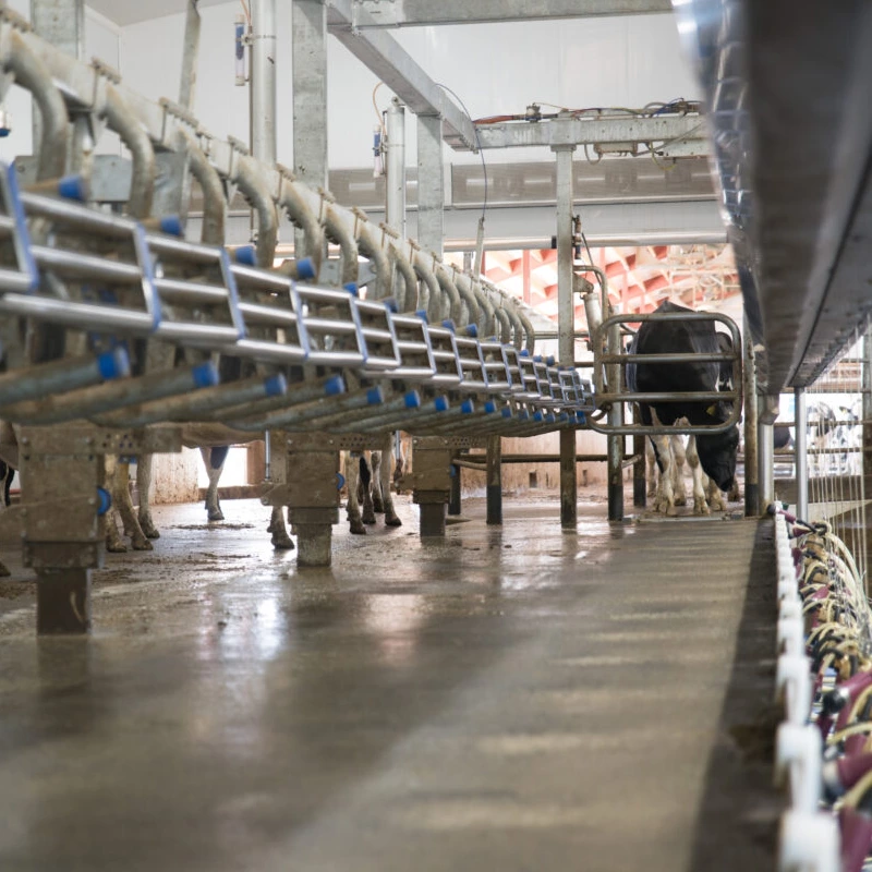 并列式挤奶设备