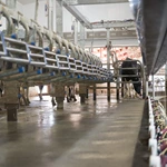 并列式挤奶设备