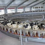 转盘式挤奶设备