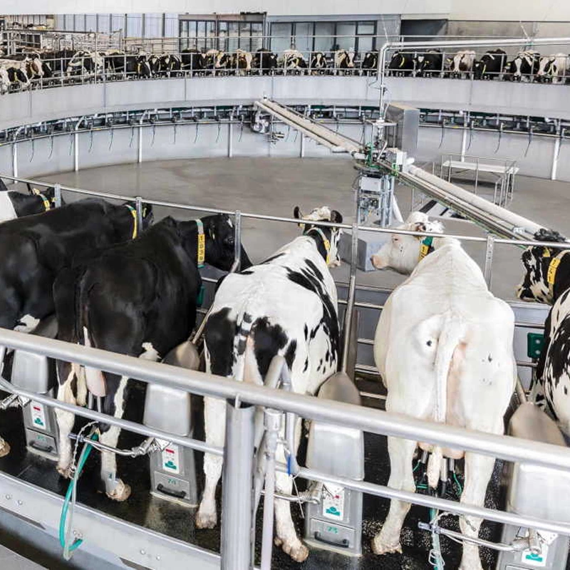 转盘式挤奶设备