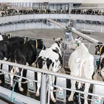 转盘式挤奶设备