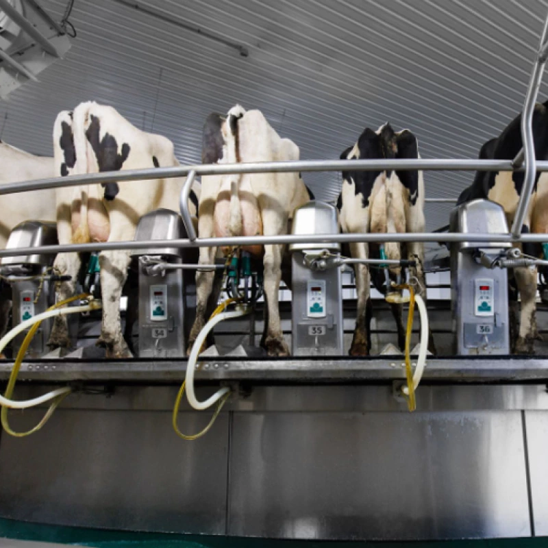 转盘式挤奶设备