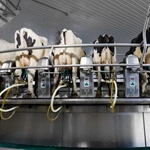 转盘式挤奶设备