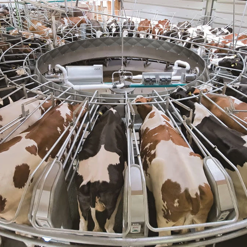 转盘式挤奶设备