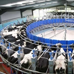 转盘式挤奶设备